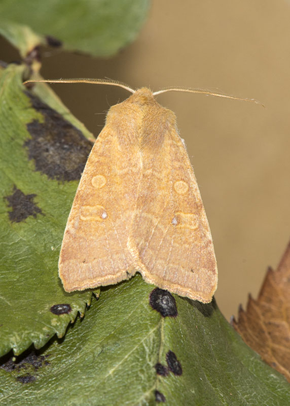 Noctuidae: Xanthia (Cirrhia) ocellaris